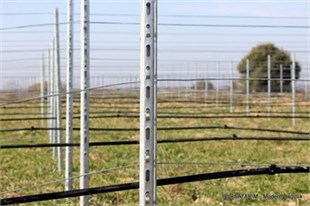 Ara Direk ( P5M Profil Alsace) 250cm