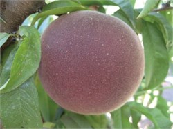 Extreme Great GF Şeftali Fidanı