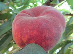 Plane Delicious Şeftali Fidanı ( GF677 )