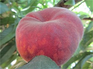 Plane Gold Şeftali Fidanı ( GF677 )