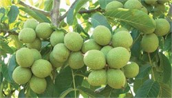 Ronde Montignac Ceviz Fidanı