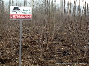 Bursa Siyahı İncir Aşı Kalemi ( Dürdane )