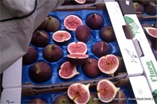 Bursa Siyahı İncir Aşı Kalemi ( Dürdane )