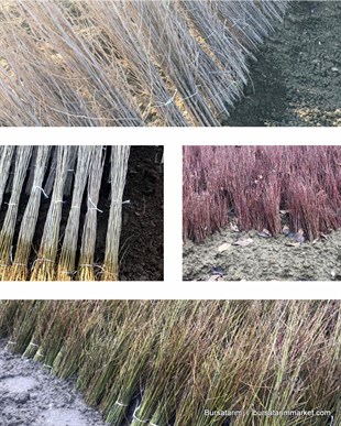 Çöğür ( Armut) 100lü demet