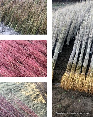 Çöğür ( Ayva ) 100lü demet