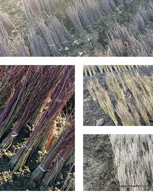 Çöğür ( Ayva ) 100lü demet