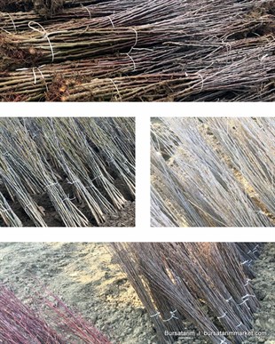 Çöğür ( Mahlep ) 100lü Demet