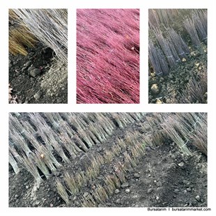 Çöğür ( Mahlep ) 100lü Demet