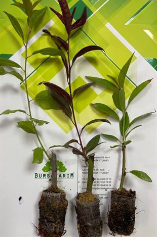 GARNEM ANAÇ (ÇELİK KÖKLENDİRME) 1 VİYOL*104 ADET