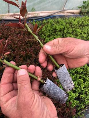 GARNEM ANAÇ (ÇELİK KÖKLENDİRME) 1 VİYOL*104 ADET