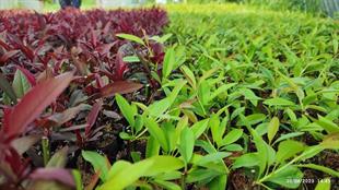 GARNEM ANAÇ (ÇELİK KÖKLENDİRME) 1 VİYOL*104 ADET