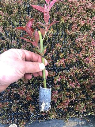 GARNEM ANAÇ (ÇELİK KÖKLENDİRME) 1 VİYOL*104 ADET