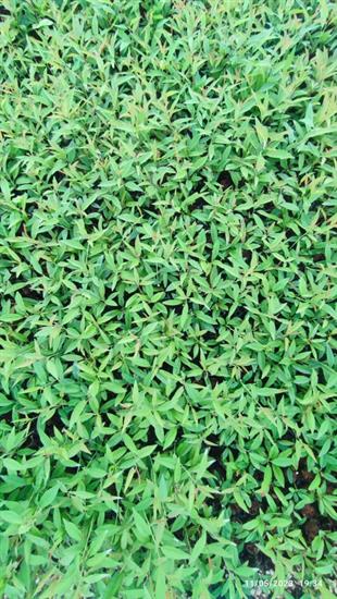 GF677 ANAÇ (ÇELİK KÖKLENDİRME) 1 VİYOL*104 ADET