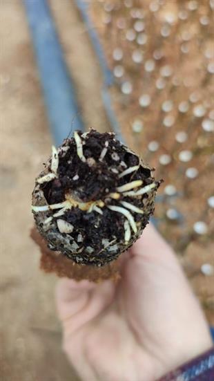 GF677 ANAÇ (ÇELİK KÖKLENDİRME) 1 VİYOL*104 ADET