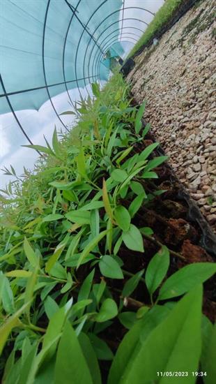 GF677 ANAÇ (ÇELİK KÖKLENDİRME) 1 VİYOL*104 ADET