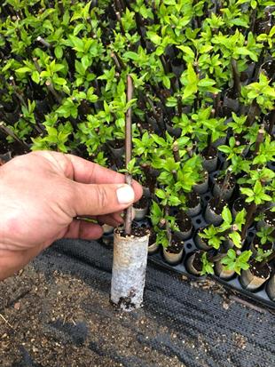 MYROBOLAN C29 ANAÇ (ÇELİK KÖKLENDİRME) 1 VİYOL*104 ADET