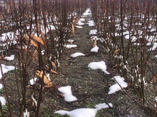 Aşısız Kestane Fidanı 10lu