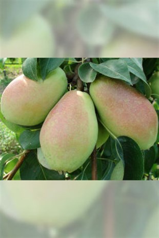 Coscia Armut Fidanı