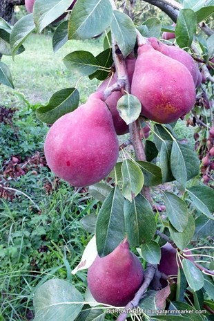 Starkrimson Kırmızı Armut Fidanı