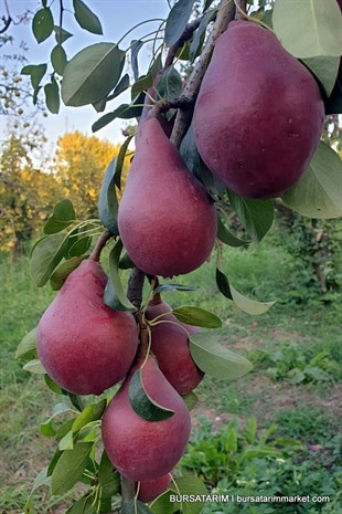 Starkrimson Kırmızı Armut Fidanı
