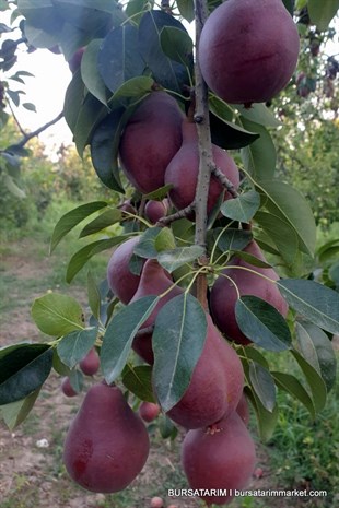 Starkrimson Kırmızı Armut Fidanı