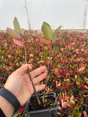 1 Yaşlı Nero Aronia ( Aronya) Fidanı