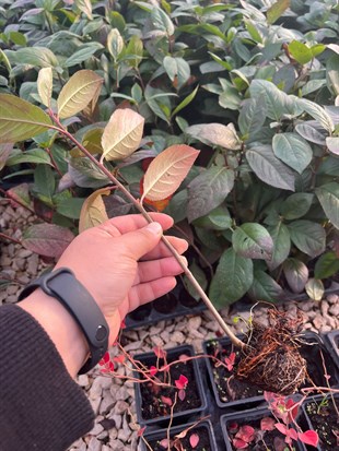 1 Yaşlı Nero Aronia ( Aronya) Fidanı