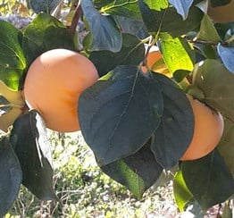 Haciya Hurma Aşı Kalemi