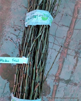 Abate Fetel Çeşidi Armut Aşı Kalemi