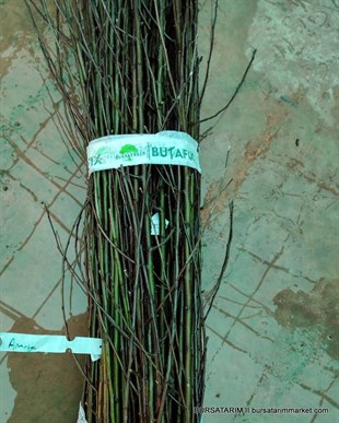 Amasya Çeşidi Elma Aşı Kalemi