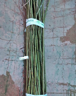 Avustralya Çeşidi Kara Dut Aşı Kalemi