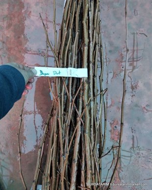 Beyaz Dut Aşı Kalemi