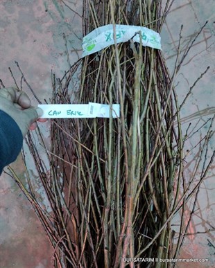 Can Erik Aşı Kalemi