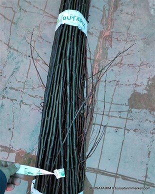 Eşme Çeşidi Ayva Aşı Kalemi