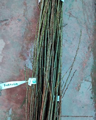 Fortuna Çeşidi Erik Aşı Kalemi