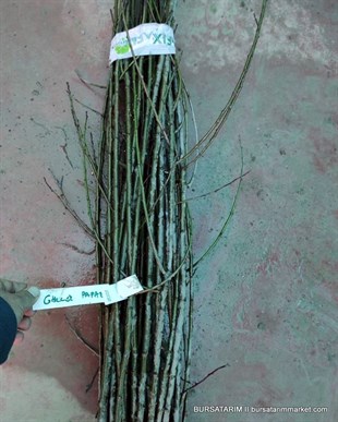 Gölcük Papazı Aşı Kalemi