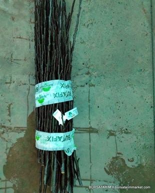 Golden Çeşidi Elma Aşı Kalemi