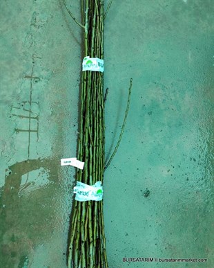 Haziran Güzeli Çeşidi Armut Aşı Kalemi