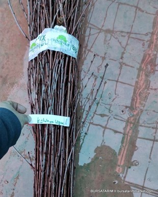 Kütahya Çeşidi Vişne Aşı Kalemi