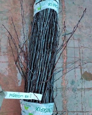 Mürdüm Erik Aşı Kalemi