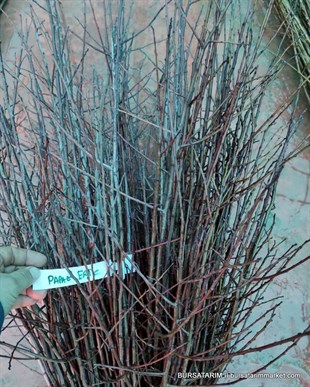 Papaz Erik Aşı Kalemi