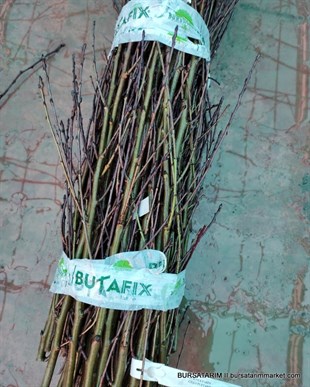 Platerina Çeşidi Basık Nektarin Aşı Kalemi