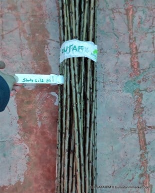 Starks Gold Çeşidi Kiraz Aşı Kalemi