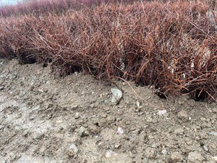 1103P AMERİKAN ASMA ANCI