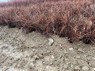 5BB AMERİKAN ASMA ANCI