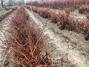 5BB AMERİKAN ASMA ANCI