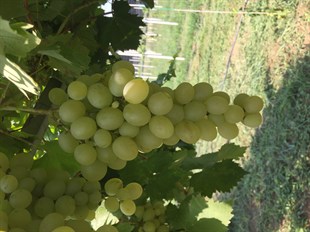 Boscop Glory Üzüm Fidanı 