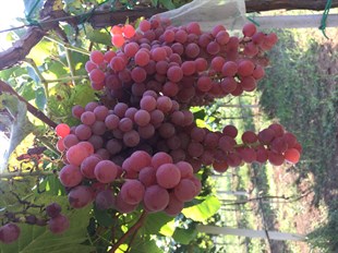 Glenora seedless ( Çekirdeksiz ) Üzüm Fidanı
