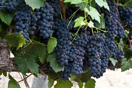 Şiraz ( Shiraz Syrah ) Üzüm Fidanı