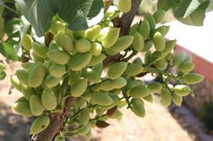 Antep Fıstığı Fidanı ( Erkek )